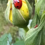 Alojamento de Acomodação e Pequeno-almoço Casa Fiorita Milão