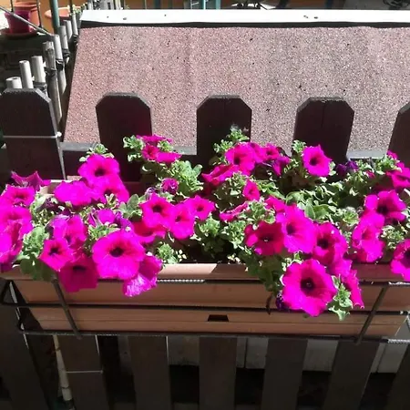 Casa Fiorita Alojamento de Acomodação e Pequeno-almoço